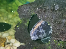 Help! Black ghost knife fish in distress!