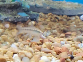 Are these otocinclus?