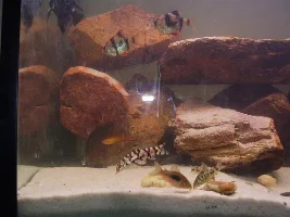 Refurbished Tank Set Up