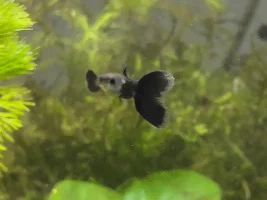Update on my guppy fry - now 3 months old!