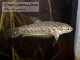 Anyone Interested In Some B. Smaragdina?