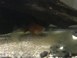 I need help I do not know if my platy is pregnant or fat pls help