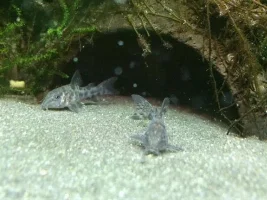 Fertile Cory Eggs!