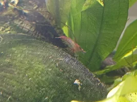 Update on my nano tanks