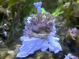 Life after dinoflagellates