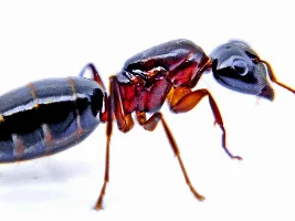 Any insect collectors amongst us?