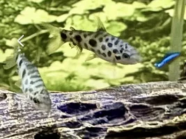 growing more purchased babies… too small to go into the destination tank yet…