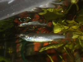 Black Fin Celebes Halfbeak (Nomorhamphus liemi)
