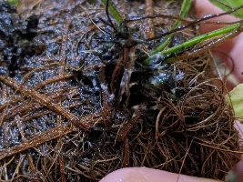 Bugs and white stuff on fish