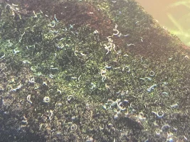 Unknown worms??
