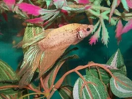some fish pics