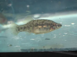 First livebearers of this year's outdoor season