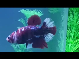Betta sex