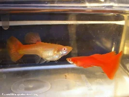 Albino full red guppy