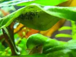 New betta needs friends?