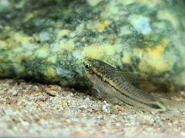 Cories, lots of cories.