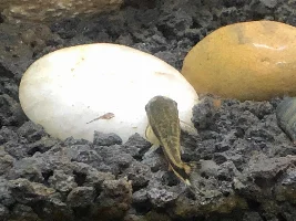 Oto cats had babies, will they be eaten?  How do I care for them?