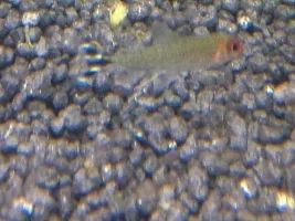 Sick Rummy Nose Tetra