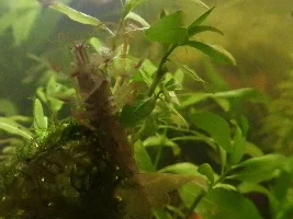 5 gallon ideas