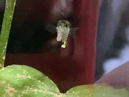 Can someone help identify illness/injury on my endler and recommend what to do?
