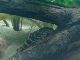 Poll- Are plecos cute, ugly-cute, ugly, or meh?