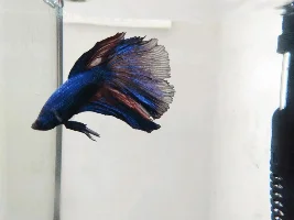 Peach's Transformation