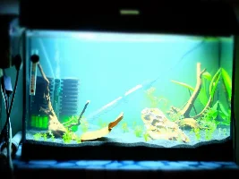 Planted Guppy Tank (54L)