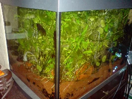 My very modest collection of tanks.