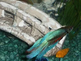 my fishies