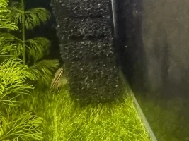 Fluval Hagen filters - Has anyone used them before?