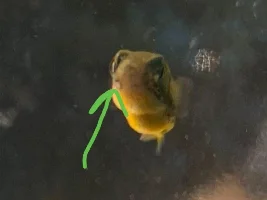 Dwarf Puffer Growth