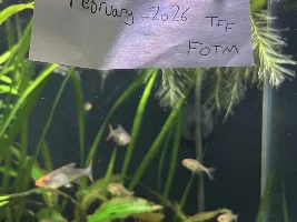 VOTE NOW - February 2026 Fish of the Month Contest(Barbs)