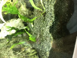 Serious Algae/Cyanobacteria Problem