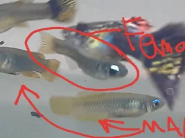 Norman’s Lampeye - Male or Female?