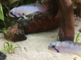 Leaking Tank Leads To New Beginnings