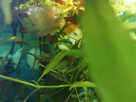 Sex dwarf gramies