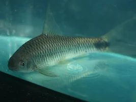 Crossocheilus reticulatus