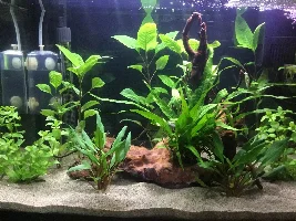 Azalea root