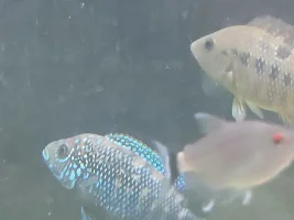 Help me identify my fish