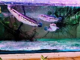 Snakehead Paradise: Giant Snakeheads Feeding