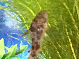 My Fish Tank And Fish