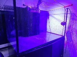 Kaya's Red Sea 250XL Planted Freshwater Build