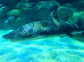Ripley's Aquarium of Canada 2025