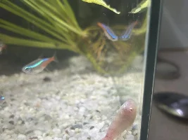 Sick Albino Cordydora
