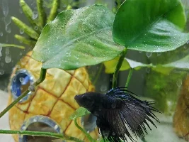 Is this betta fish sick?