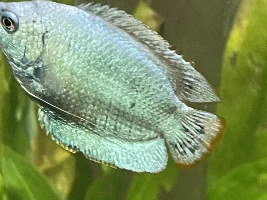 Abrasion? Or worse? On dwarf gourami