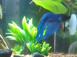 Help me identify my betta.