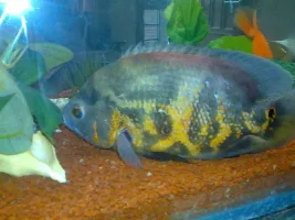 My 425 L Tank & Fishes