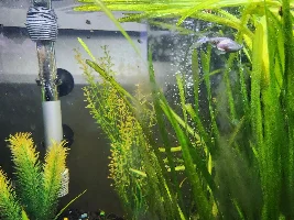 Swollen/red danios HELP!