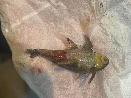 Lost an L199 pleco (trigger warning: dead fish photos)